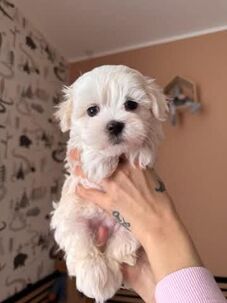 Mini maltezáčika. Šteniatka