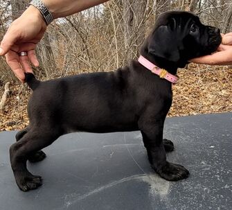 Cane corso šteniatká