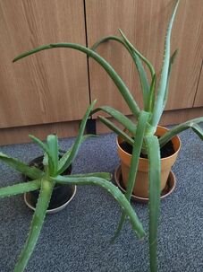 Predám aloe vera