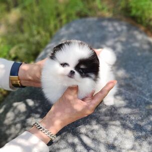 Pomeranian Šteniatka na adopciu