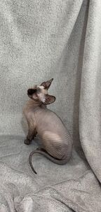 Sphynx mačička