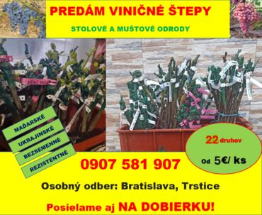 Vinič, viničné štepy - stolové a muštové odrody