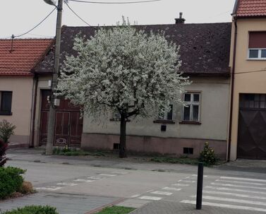 Predáme vo Vajnoroch –  starší dom