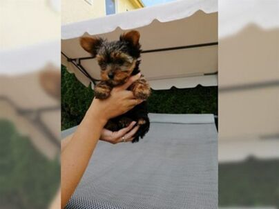 YORKSHIRE TERRIER