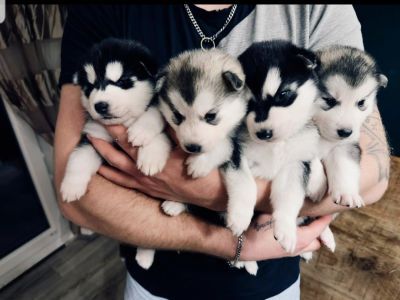 Sibirsky husky