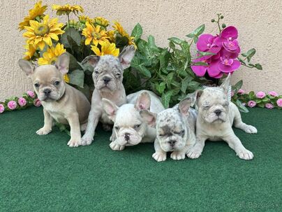 Francúzsky buldoček,bulldog krásne farby