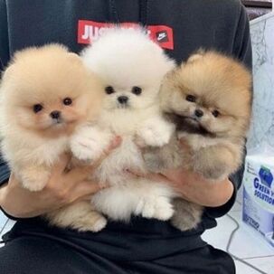 Pomeranian mini