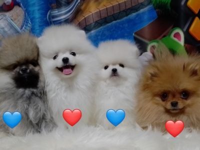 Pomeranian mini