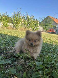 Nemecký špic - pomeranian