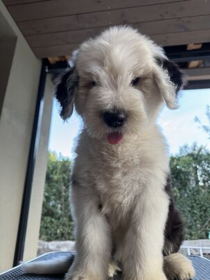 Štěně rasy BOBTAIL s PP