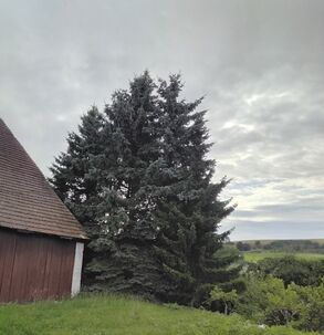 Darujem smrekové drevo