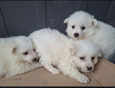 Predám šteniatká špica bieleho