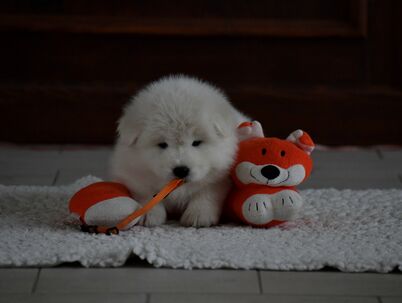 Samojed - výnimočná sučka Vixie