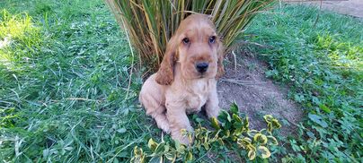 Anglický kokeršpaniel