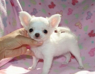 Čivava krátkosrstá mini????