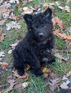 Šteniatka plemena mudi