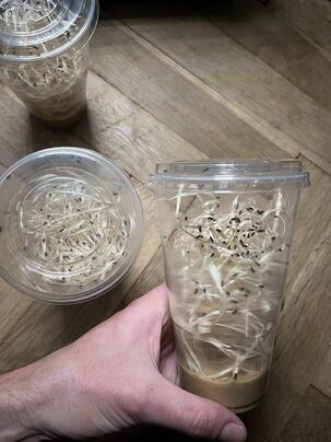 Nelietavé octomilky hydei