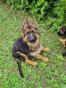 Steniatka nemeckeho ovciaka