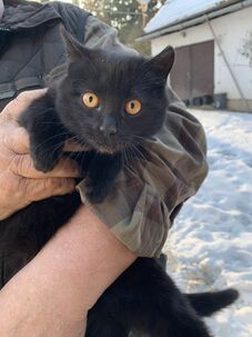 Darujem odrastené mačiatka