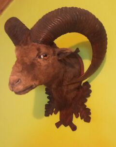 Predám vypreparovanú hlavu muflóna.