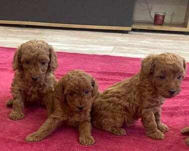 Toy pudel - sučka & psík -