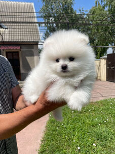 Pomeranian s PP