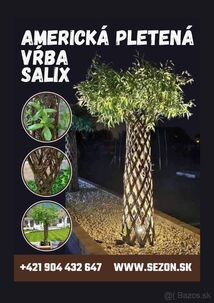 TOP❗Pletená vŕba SALIX 180-210 cm, Americká vrba SK VÝROBCA❗