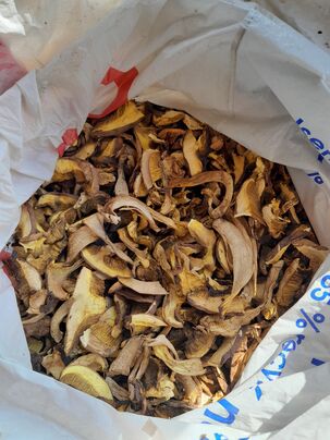 Predam susene suchohriby