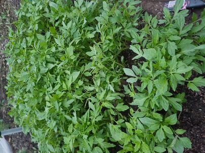 Mam na predaj priesady zeleniny.