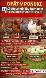 Ponúkame na predaj 13 týždňové mládky vo všetkých