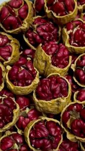 Červený kráľovský orech. Stromčeky.