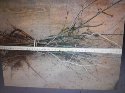 Predam sadenice lipa malolista