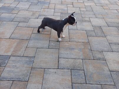 Boston terrier