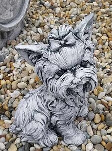 Psík yorkshire sediaci