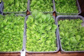 Tabakové priesady, semená