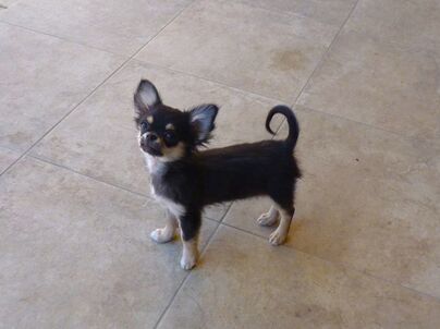 ČIVAVA - sučka s rodokmeňom /s PP/