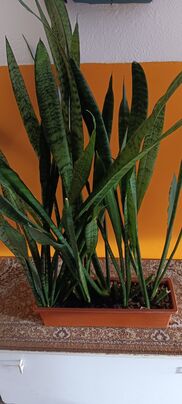Sansevieria