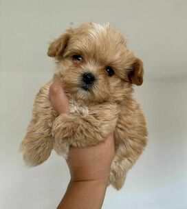 Maltipoo
