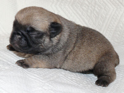 Mops - Štěňátka