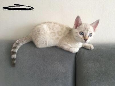 Bengalske mačiatka