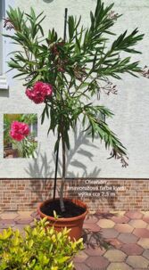 Oleander - predaj