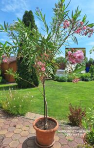 Oleander cca 3m - predaj