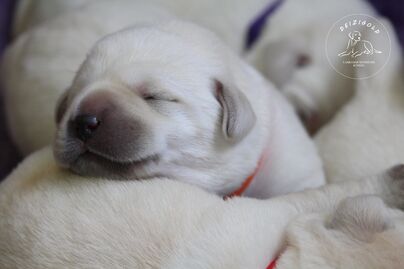 Labrador retriever s rodokmeňom pôvodu