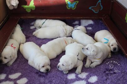 Labrador retriever s rodokmeňom pôvodu