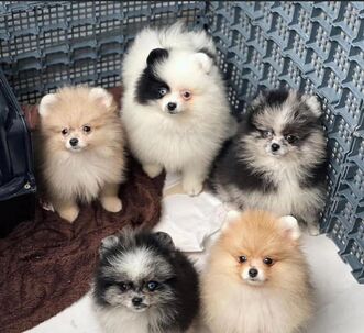12-týždňové šteniatko pomeraniana – pripravené na Vianoce