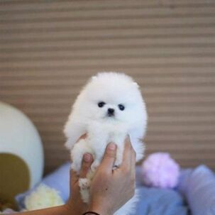 ???? Vianočné šteniatko pomeraniana na predaj!
