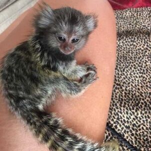 2 Marmoset opice pre nový domov