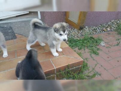 Sibírsky husky