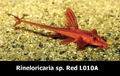 P: Rineloricaria sp. red L010a