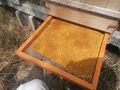 Sušený včelí peľ priamo od registrovaného včelára
